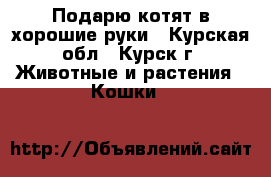 Подарю котят в хорошие руки - Курская обл., Курск г. Животные и растения » Кошки   